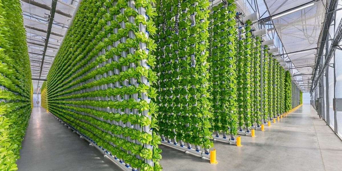 Vertical Farming Market Booms as Cities Grow Taller and Greener