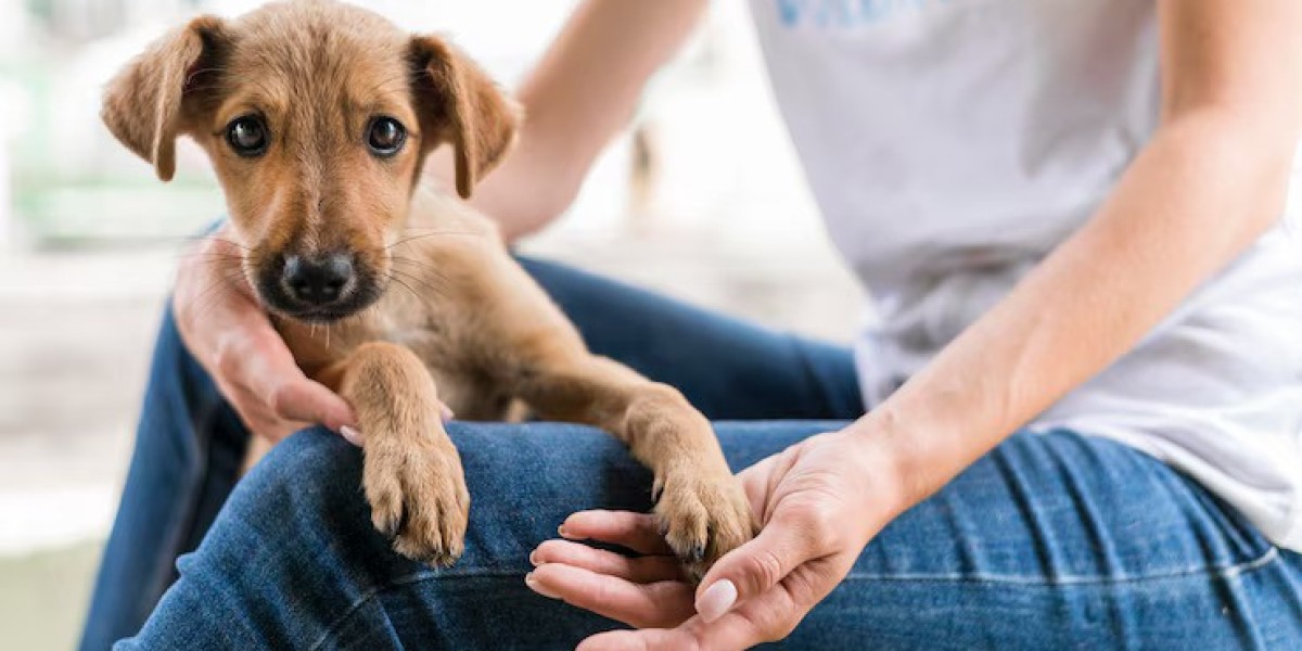 Red Eye Dog Treatment Hospital in Ontario