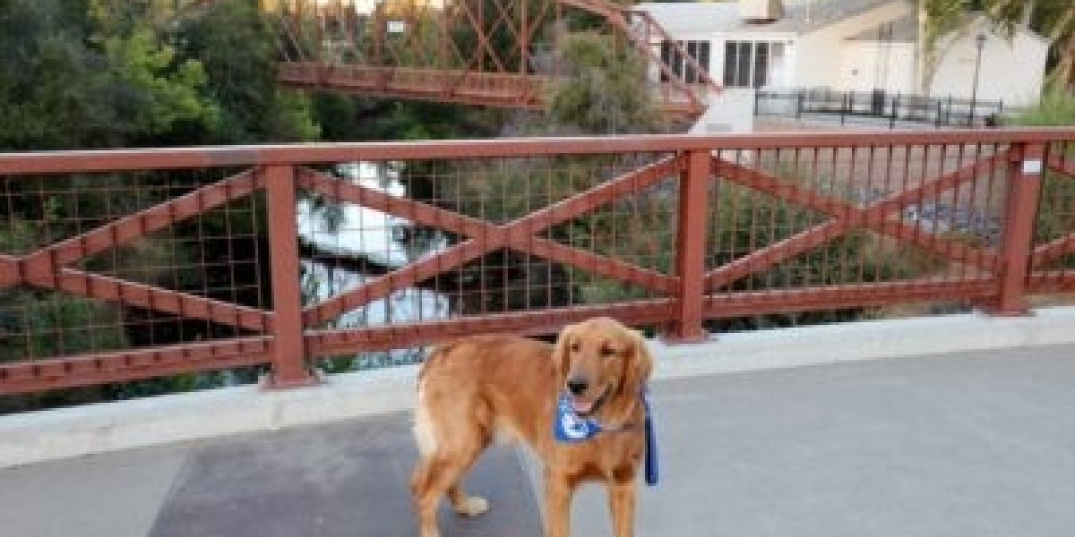 Understanding the Role of Medical Alert Dogs