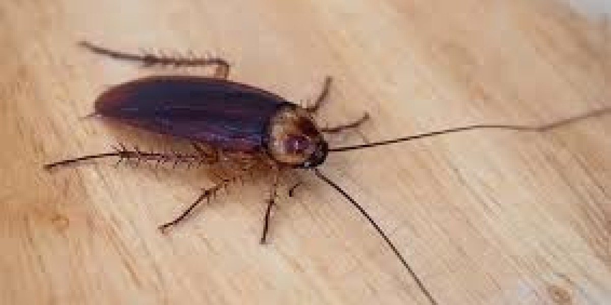 Proven Roaches Services That Work