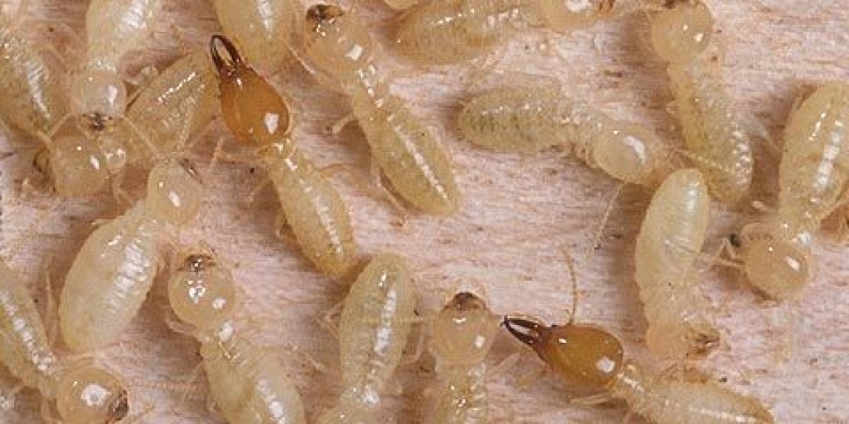 Preventing Structural Damage: Expert Termite Treatment in Bethpage, NY