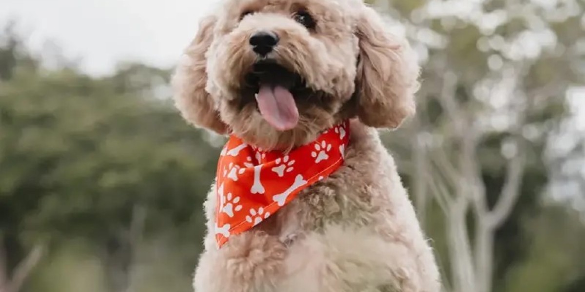 Discover the Ultimate Pet Groomer Tampa Residents Trust for Perfect Pets