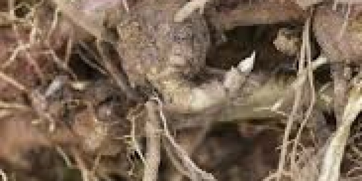 Fructo-Oligosaccharides Market opportunities for innovation in nutraceutical and dietary supplement applications