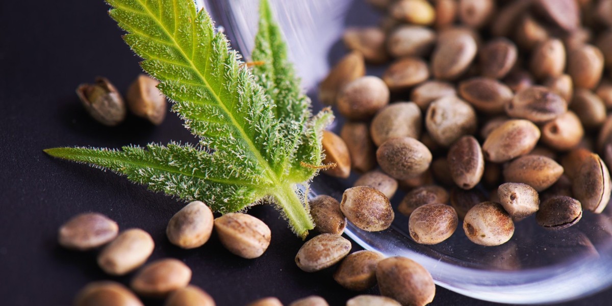 Cannabis seeds market intelligence uncovers trends, competitive insights, and growth prospects