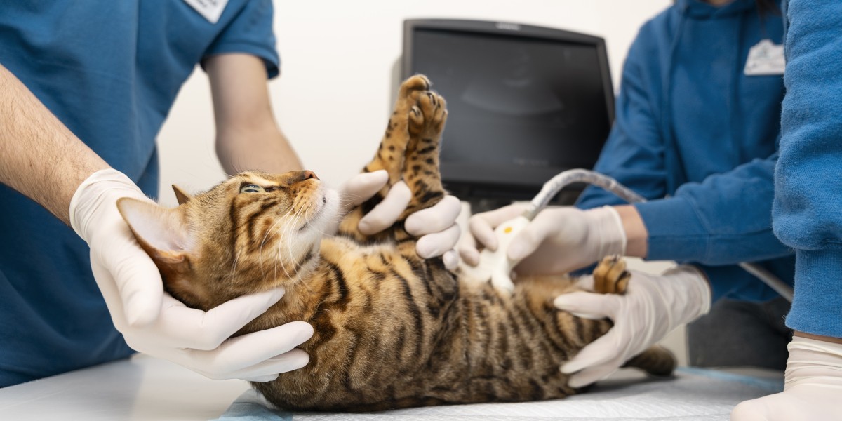Cat Abdominal Ultrasound