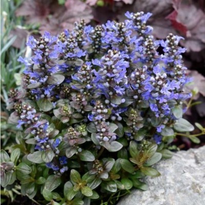 From Roots to Shoots: Morphology and Classification of Climbers and Ground Covers Profile Picture