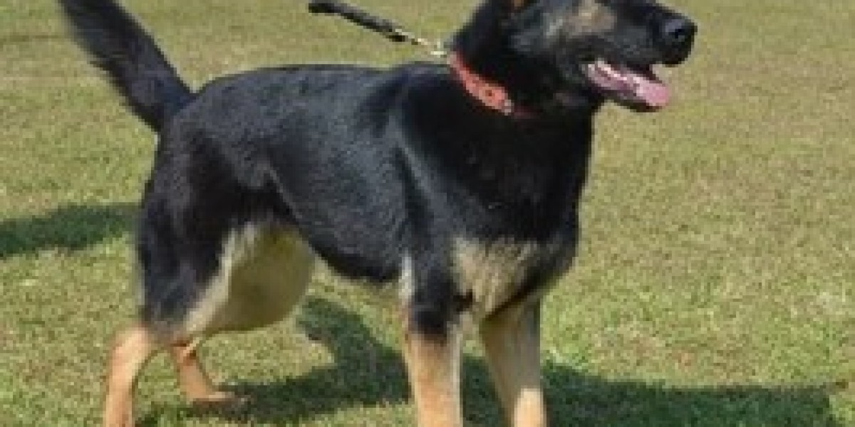 Police Dogs for Sale: Why Belgian Malinois Trained Dogs Are the Top Choice