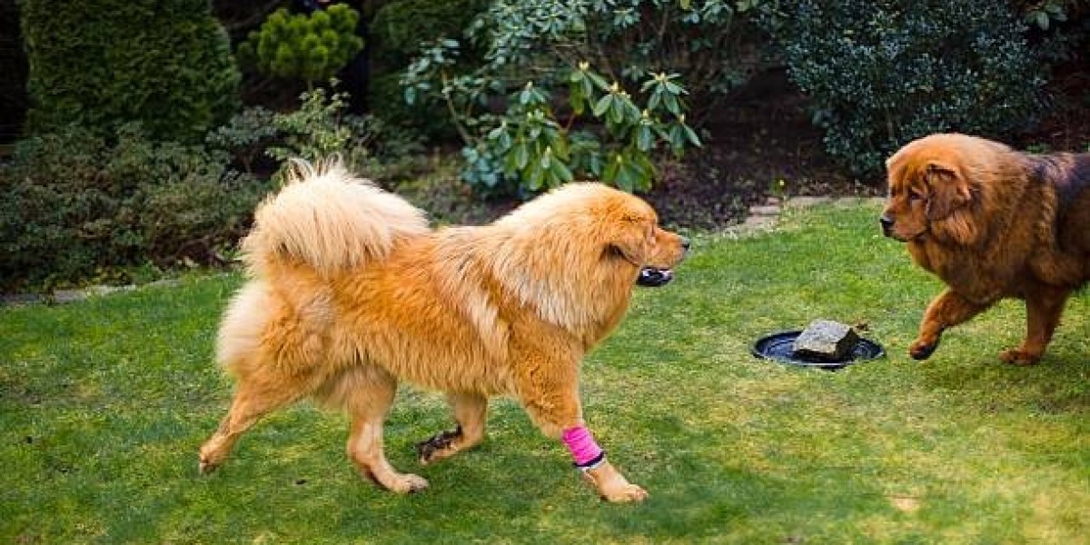 Understanding the True Essence of Two Ancient Breeds