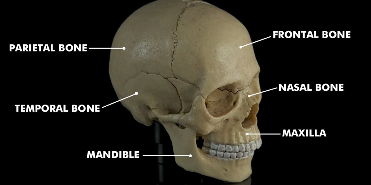 Secrets of Cranial Bones: Structure, Development & Functions Revealed