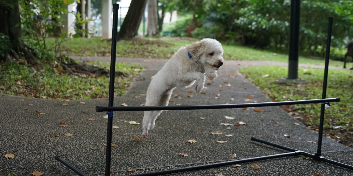 Dog Training in Singapore: Everything Pet Owners Need to Know