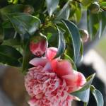 Online Plants
