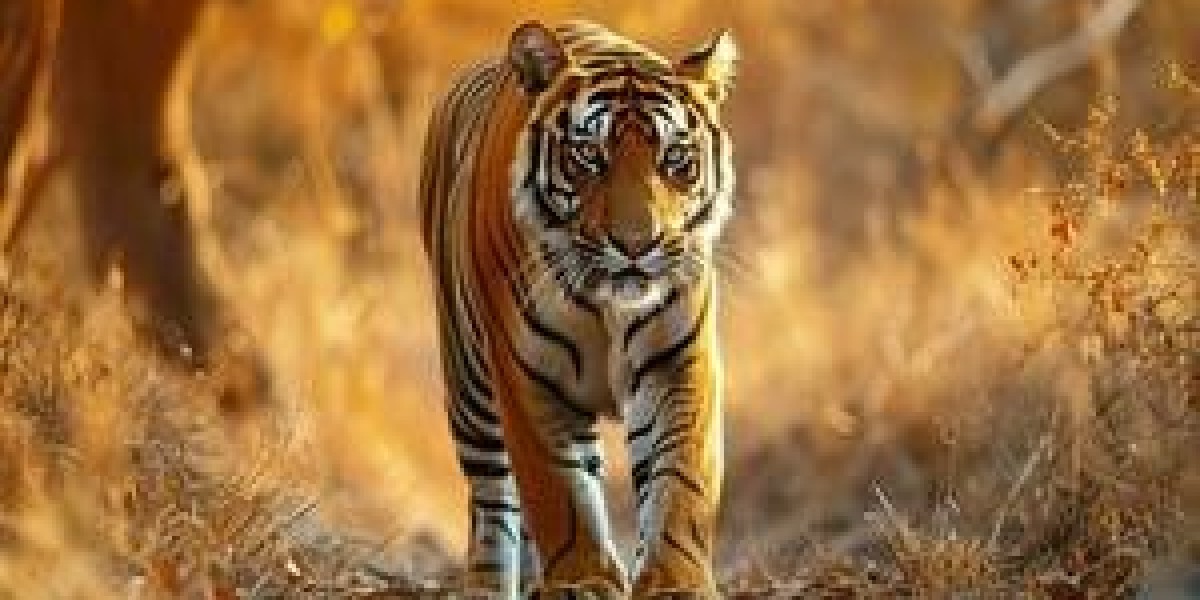 Top Reasons to Choose EmakQQ for Real Rupiah Gaming