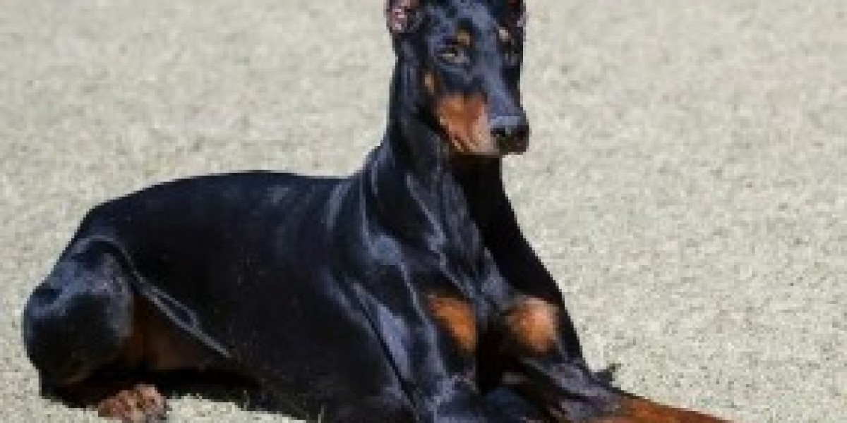 Guard Dog Doberman: The Ultimate Family Protector