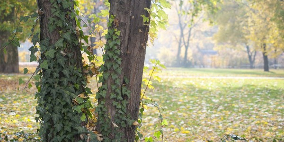 Latest No Deposit Bonus Codes 2025 Keep What You Win