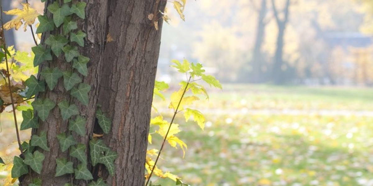 15 Best Online Casinos Australia 2025 Real Money Casino Sites