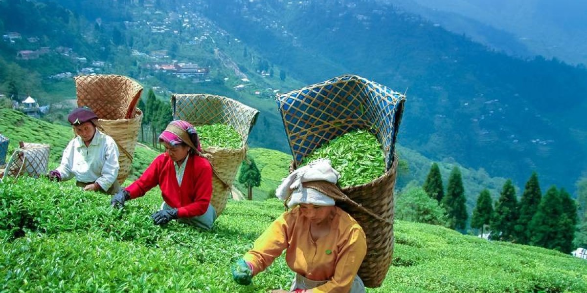 A Magical Journey Through the Queen of Hills – Darjeeling Tour Package Guide