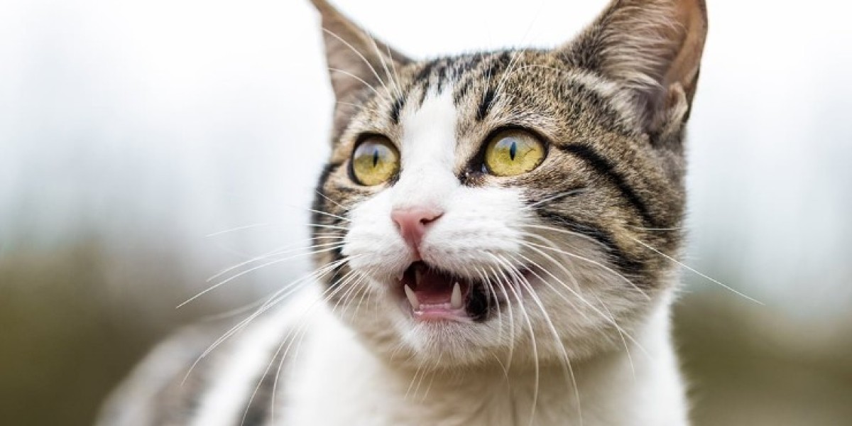 Automatic Cat Feeders: Best Way to Feed Your Pet