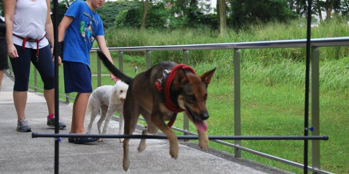 Dog Toilet Training: A Complete Guide for New Pet Parents