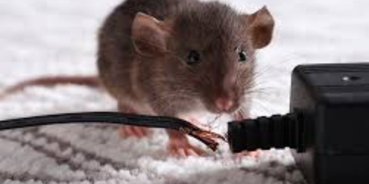 Pest Control Mission TX: Reliable Protection for Homes and Businesses
