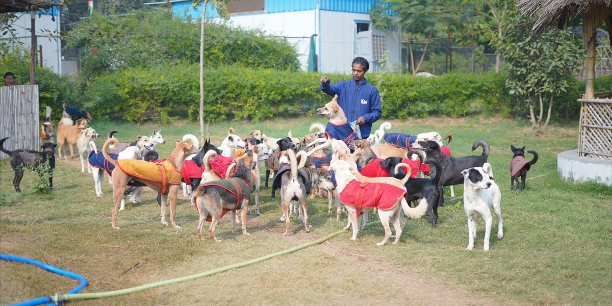 Pet Shelter in Delhi: Providing Love, Care, and Second Chances