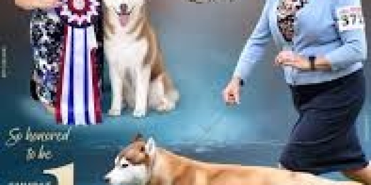 Finding Loving Puppies for Adoption in Canada and Choosing the Right Companion for Your Home