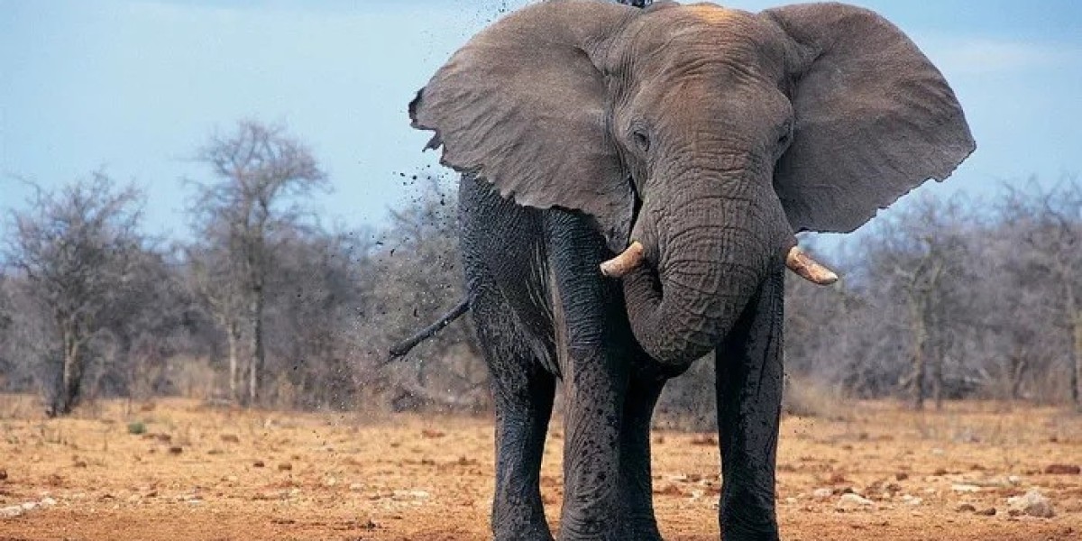 88 Elephant Quotes Celebrate the Majesty of Gentle Giants