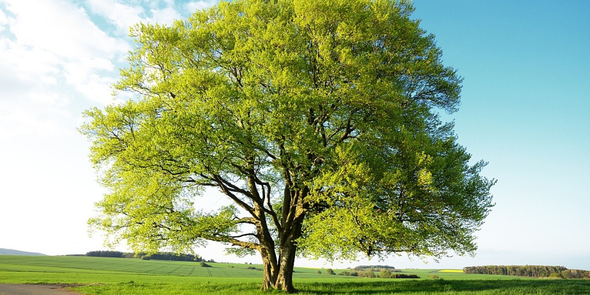 Trees For Sale Naperville