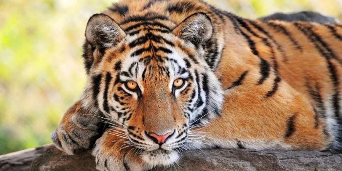 88 Tiger Quotes Encourage Confidence in Every Challenge