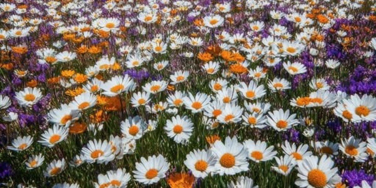 Freddie Freeman returns, Dodgers are stored scoreless by means of the Rockies