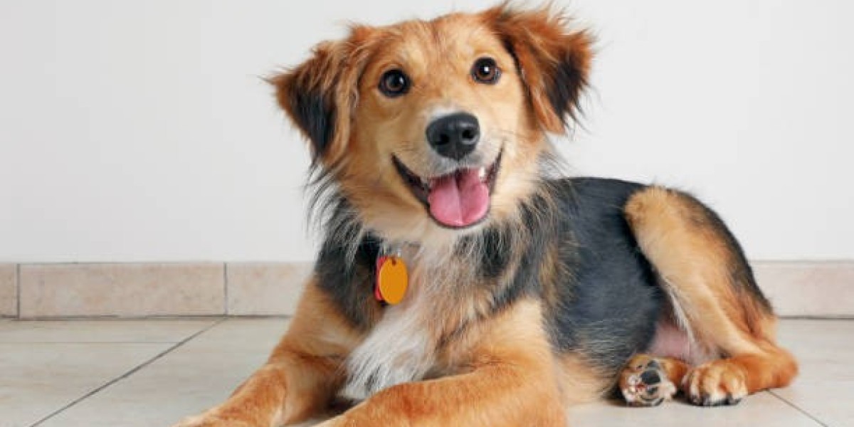 Understanding The Spiritual Connection Between Humans And Dogs