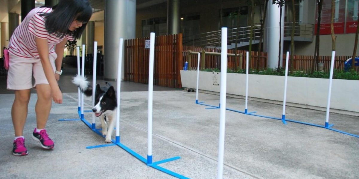 Transform Your Pet’s Behavior with Professional Dog Training Singapore