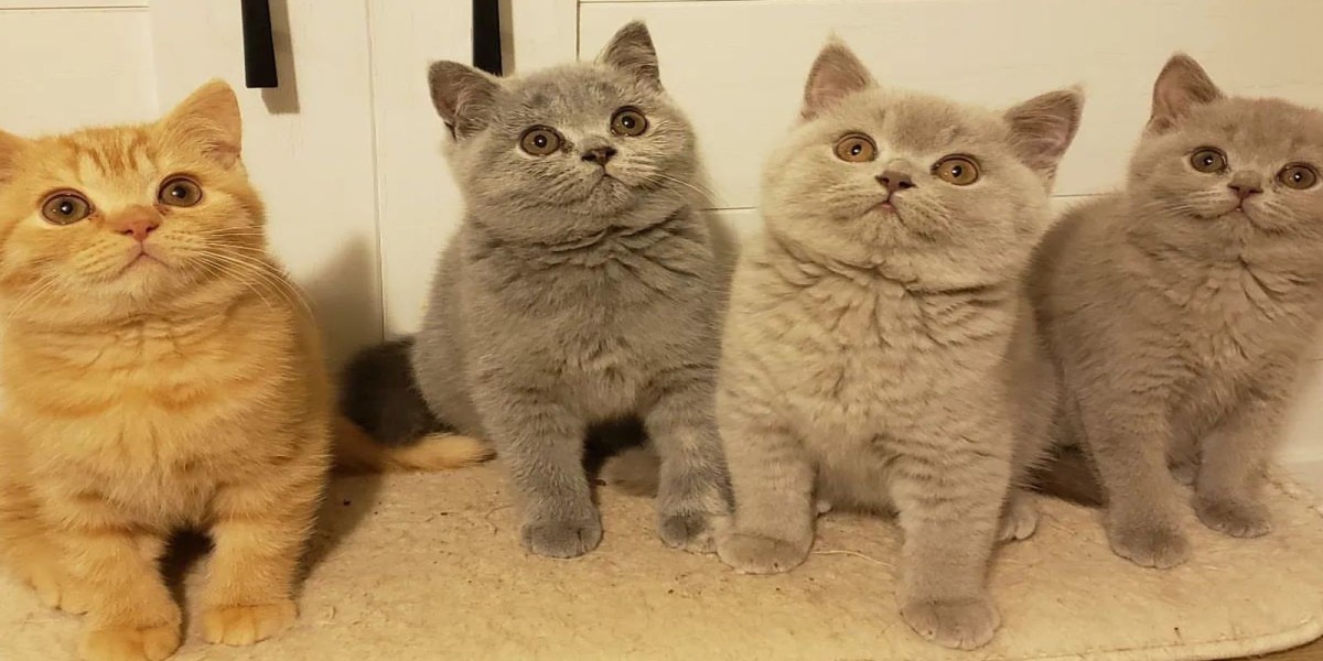 The British Shorthair: A Timeless Symbol of Elegance and Affection