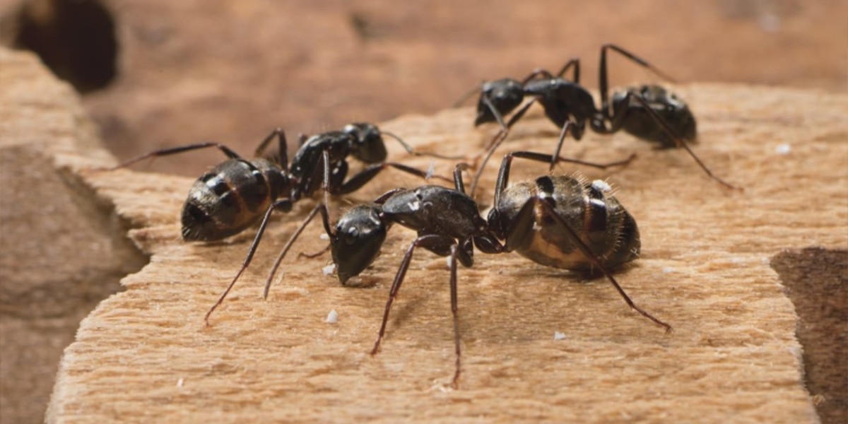 Fast Ant Control in Brooklyn – Safe & Effective
