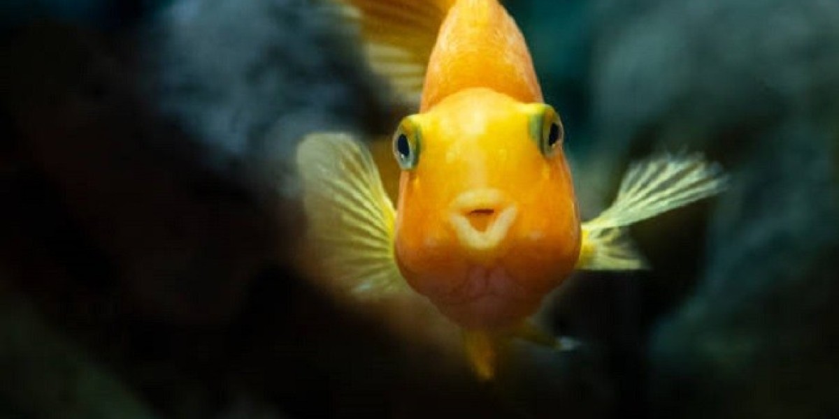 How Does Fish Symbolism Signify Abundance and Prosperity?