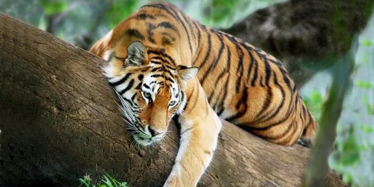 80 Tiger Quotes Inspire a Fierce Approach to Life