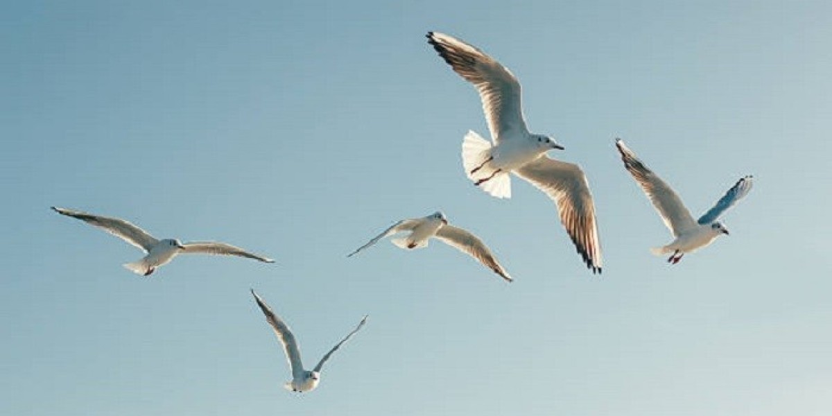 How Does Bird Symbolism Relate to the Universal Connection of Life?