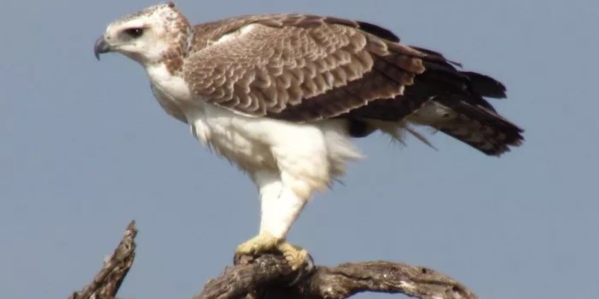 80 Eagle Quotes: Teach Us to Trust Our Inner Vision