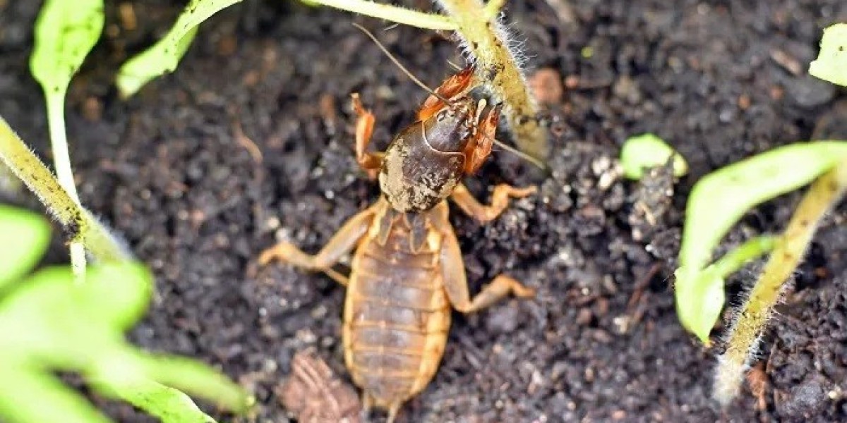 60 Gentle Cricket Quotes to Inspire Peace and Calm