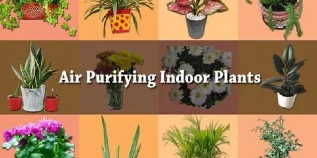 Simple Indoor Plants That Help Clean the Air