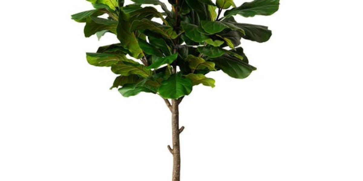 Refresh Your Space with Premium Outdoor Greenery Australia from Tivaro Furniture