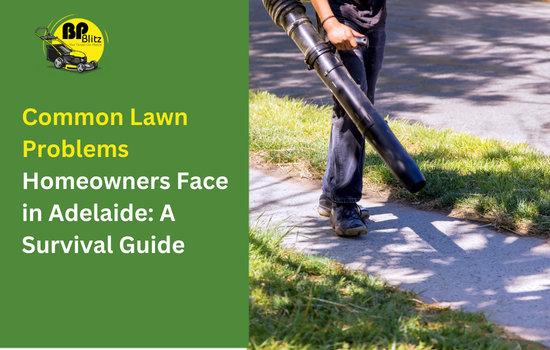 Common Lawn Problems Homeowners Face in Adelaide: A Survival Guide