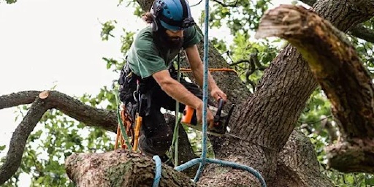 Why Choose Tree Removal Service in Virginia Beach VA