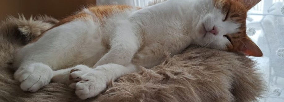 Naiani Tierkommunikation