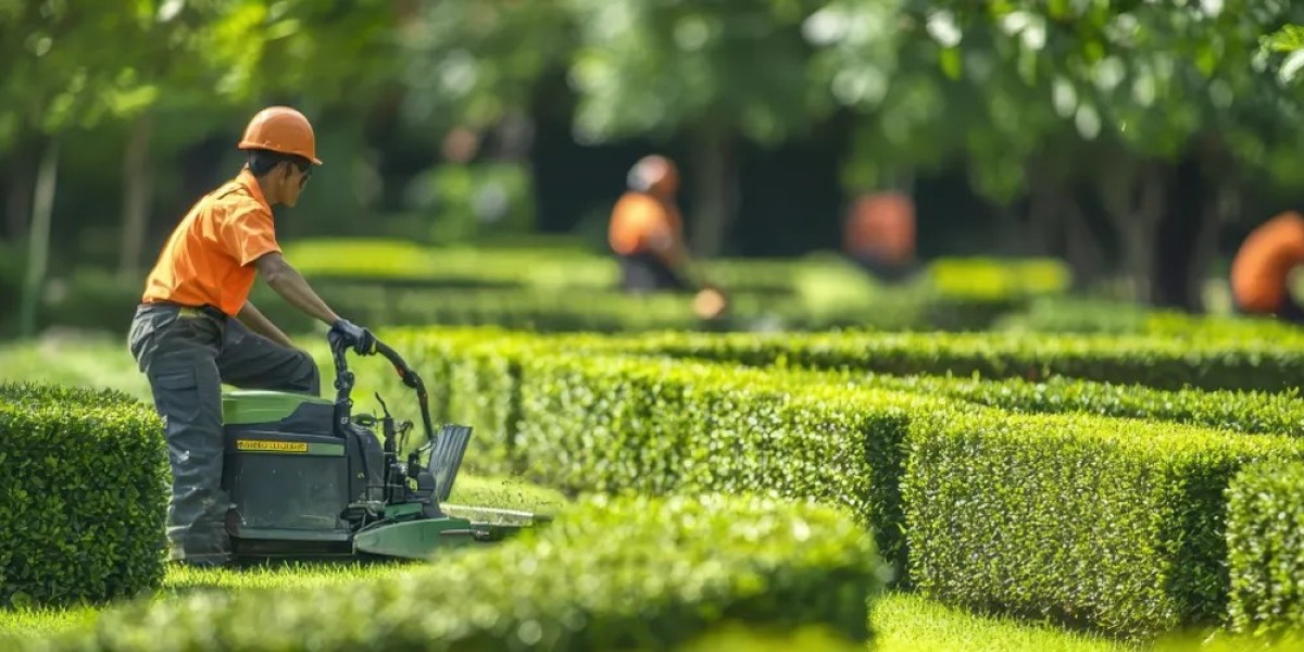 Professional Tree Service Miami for Safe and Healthy Trees